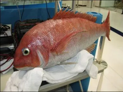 Quel est le nom de ce robot-poisson cr par une universit Japonaise ?