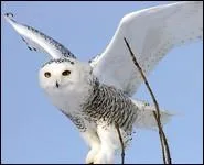 Je suis la chouette blanche du clbre 'Harry Potter'. Mon nom est...