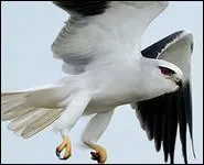 Je suis un petit rapace, au plumage blanc et gris. Je possde des yeux rouges-orangs. Je suis...