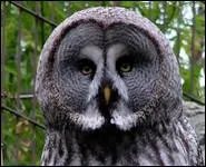 Je suis une grande chouette aux beaux yeux jaunes et au plumage gris. Mon nom est...