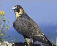 Je suis le rapace le plus rapide, pouvant atteindre les 300 km/h. Je suis le clbre...