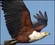 Je suis un rapace au poitrail blanc et possdant plusieurs nuances de marron-cuivr. Vivant en Afrique, j'ai l'habitude de pcher. Je suis...