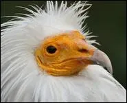 Petit vautour blanc au bec jaune, j'utilise des pierres pour briser la coquille des oeufs qui feront mon dner. Je suis...