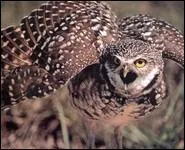 Je possde de longues pattes qui me permettent de creuser la terre. Je suis...