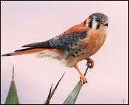 Je suis un petit rapace, dont le plumage ressemble  celui du faucon crcerelle. Mon nom est...