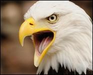 Je suis un grand rapace, symbole des USA. On m'appelle l'aigle amricain. Je suis...
