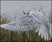 Je suis un faucon qui possde un plumage blanc trs joli ; on me trouve dans les rgions du Nord. Mon nom est...