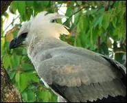 Je possde une couronne de plumes blanches caractrisque. Je suis...