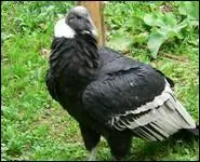 Avec mon plumage noir et blanc, je suis le plus grand rapace au monde. Strictement Sud-Amricain, je suis...