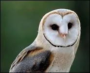 Ma face blanche en forme de lune est trs connue. Longtemps accuse de sorcellerie, on m'a surnomm la 'Dame Blanche'. Mais mon vritable nom est...