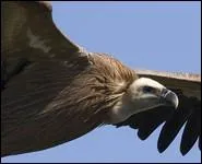 On m'a nomm ainsi  cause de la couleur de mon plumage. Je suis...