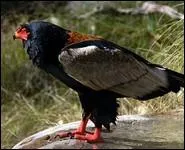 Je suis un rapace trs color qui, comme mon nom l'indique, chasse principalement dans la savane. Je suis...