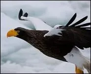 Je suis un rapace rare, au plumage noir et blanc. Je possde un pais et puissant bec jaune. Je suis...