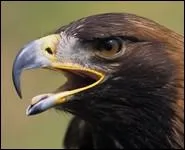 Je suis un rapace trs connu, je possde un beau plumage brun. Je suis...