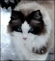 Papillon est la gurisseuse du Clan ...