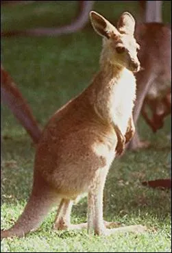 Quel est cet animal?