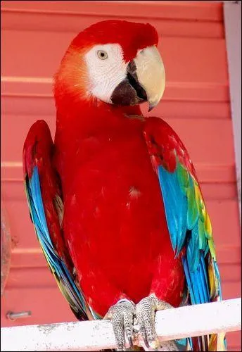 Quel est cet animal?