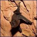 Quel est cet animal ?