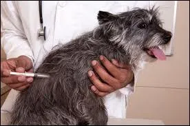 Un chien qui reoit le vaccin 'tout en un' est protg contre six maladies. Parmi celles cites ci-aprs, une ne fait pas partie de ces six maladies, c'est...