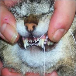 Les belles gencives rouges et les dents bien blanches d'un chat sont des signes de bonne sant.