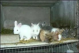 A quel ge les petits lapereaux sont-ils idalement sevrs ?