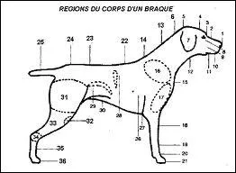 En parlant du garrot du chien, quelle partie de son corps voque-t-on ?