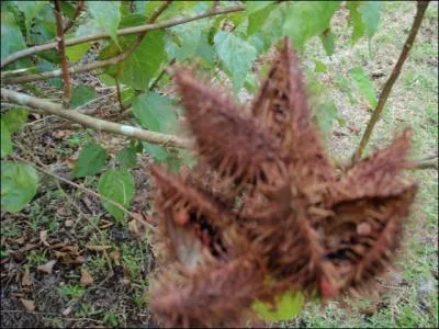 Utilis par les amrindiens pour se peindre le visage, sert galement comme sauce pour accompagner un repas !