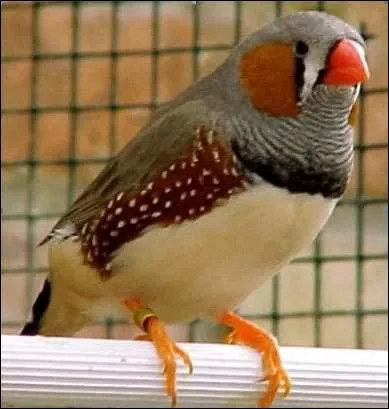 Le nom e cet oiseau, vous donnera le nom de l'une des langues les plus parles dans ce pays.