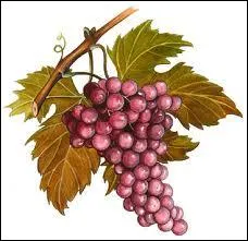 Quel dieu ( ou desse ) est reprsent(e) par la vigne ?