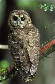 Quel dieu ( ou desse ) est reprsent(e) par la chouette ?