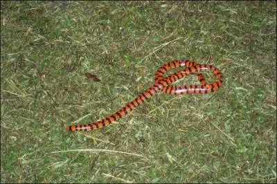 C'est un serpent retors !