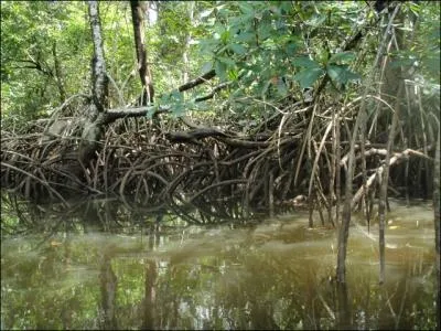 Elle borde la mer, les rivires, elle est capable de se dplacer !