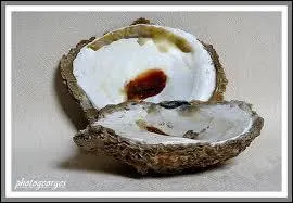 Nous avons choisi la plus grosse espce d'hutres qui pse en moyenne 300 g :