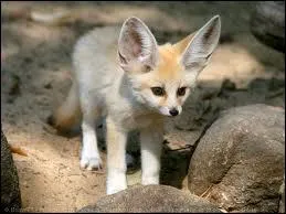 Quel est le lieu de vie du fennec ?