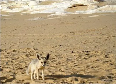 Quel est l'autre nom du fennec ?