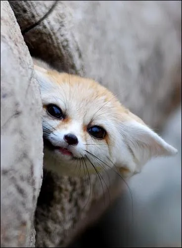 Le fennec est un...