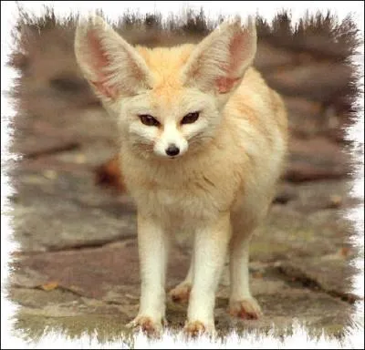 A quoi lui sert ses grandes oreilles ?