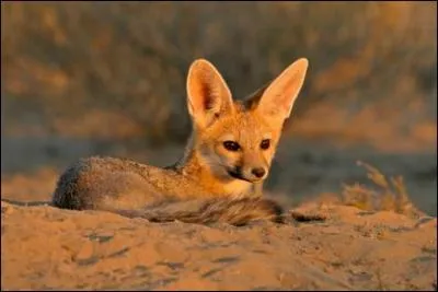 Les fennecs sont des animaux qui s'accouplent...