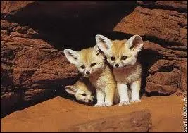 Combien de petits peut avoir une fennec ?