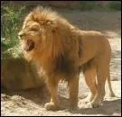 Quel est cet animal ?