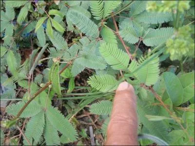 Cette plante se rtracte lorsqu'on la touche !