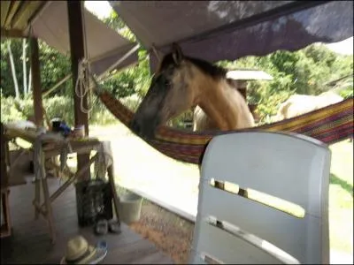 Les anctres des chevaux faisaient la taille ...