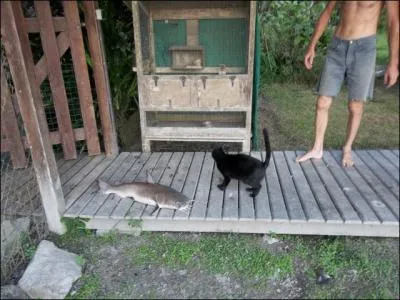 D'aprs vous, le poisson est-il plus ou moins lourd que le chat ?