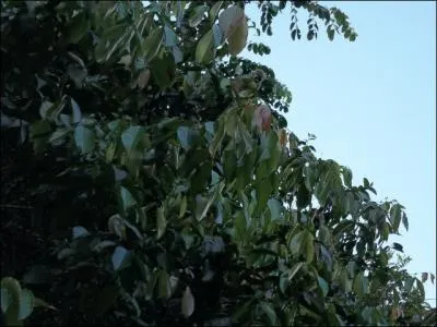 Question dj pose, vue sous un autre angle : Ou se trouve le singe ? /