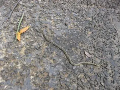 Sur son image, on prtait un serment ...