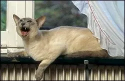 Pour rassurer son chat, il vaut mieux...