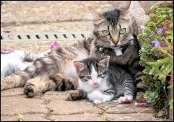 Une chatte qui vient de mettre bas rassure ses petits en... ?
