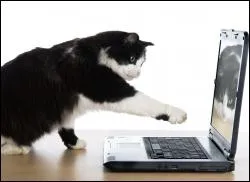 Il s'agit d'un fouet autrefois utilis dans la marine, c'est le... ?