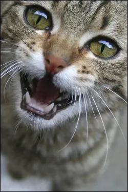 'Passer comme un chat' (expressions), signifie... ?