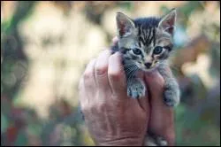 Plus difficile... un proverbe malgache :